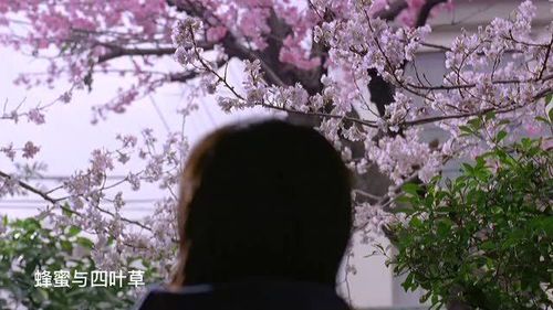 樱花影院的观影指南：免费资源与观影建议
