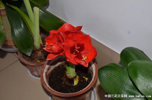 圣诞快乐朱顶红:冬日里的喜庆之花