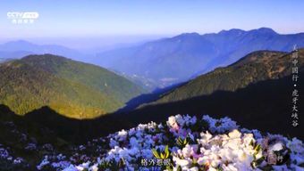 峡谷柔情：自然与心灵的对话