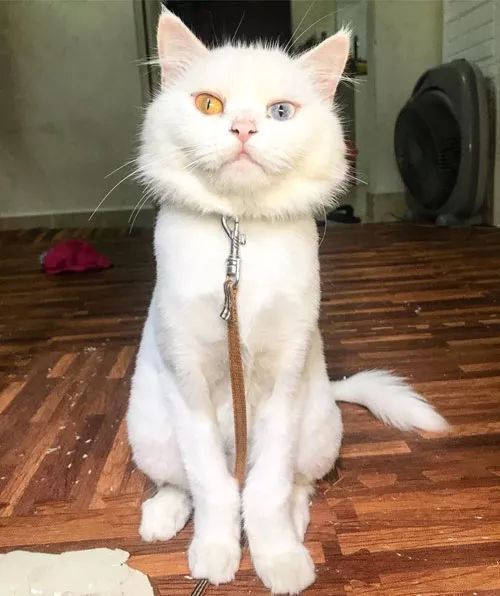 茜茜小猫崽的日常趣事