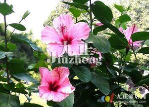 扶桑花：热带风情的绚丽使者
