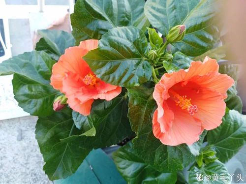 扶桑花掉花苞的常见原因及解决方法