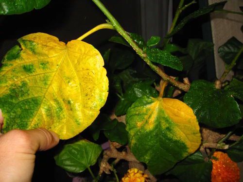 扶桑花叶子发黄的原因及解决方法