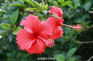扶桑花品种鉴赏与特点解析