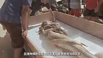深海之渊:小美人鱼规则怪谈解析
