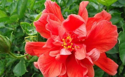 扶桑花掉花蕾的原因及解决办法