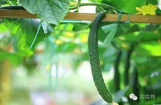 扶桑至宝丹:古方配方与现代功效解析